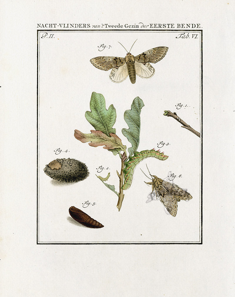 Johann Christiaan Sepp Beschouwing 1762 Print Nut-tree Moth