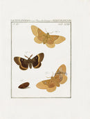 Johann Christiaan Sepp Beschouwing 1762 Print Oak Eggar Moth - Panteek Antique Prints
