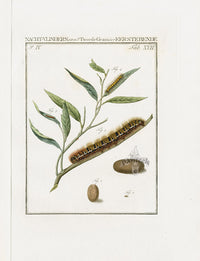 Johann Christiaan Sepp Beschouwing 1762 Print Oak Eggar Moth - Panteek Antique Prints