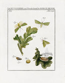 Johann Christiaan Sepp Beschouwing 1762 Print Oak Moth - Panteek Antique Prints