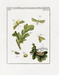 Johann Christiaan Sepp Beschouwing 1762 Print Oak Moth - Panteek Antique Prints