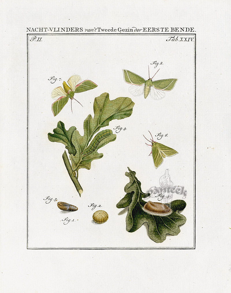 Johann Christiaan Sepp Beschouwing 1762 Print Oak Moth