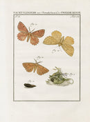 Johann Christiaan Sepp Beschouwing 1762 Print Orange Moth - Panteek Antique Prints