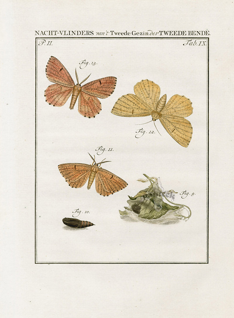 Johann Christiaan Sepp Beschouwing 1762 Print Orange Moth