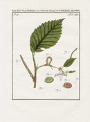 Johann Christiaan Sepp Beschouwing 1762 Print Orange Moth - Panteek Antique Prints