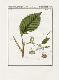 Johann Christiaan Sepp Beschouwing 1762 Print Orange Moth - Panteek Antique Prints