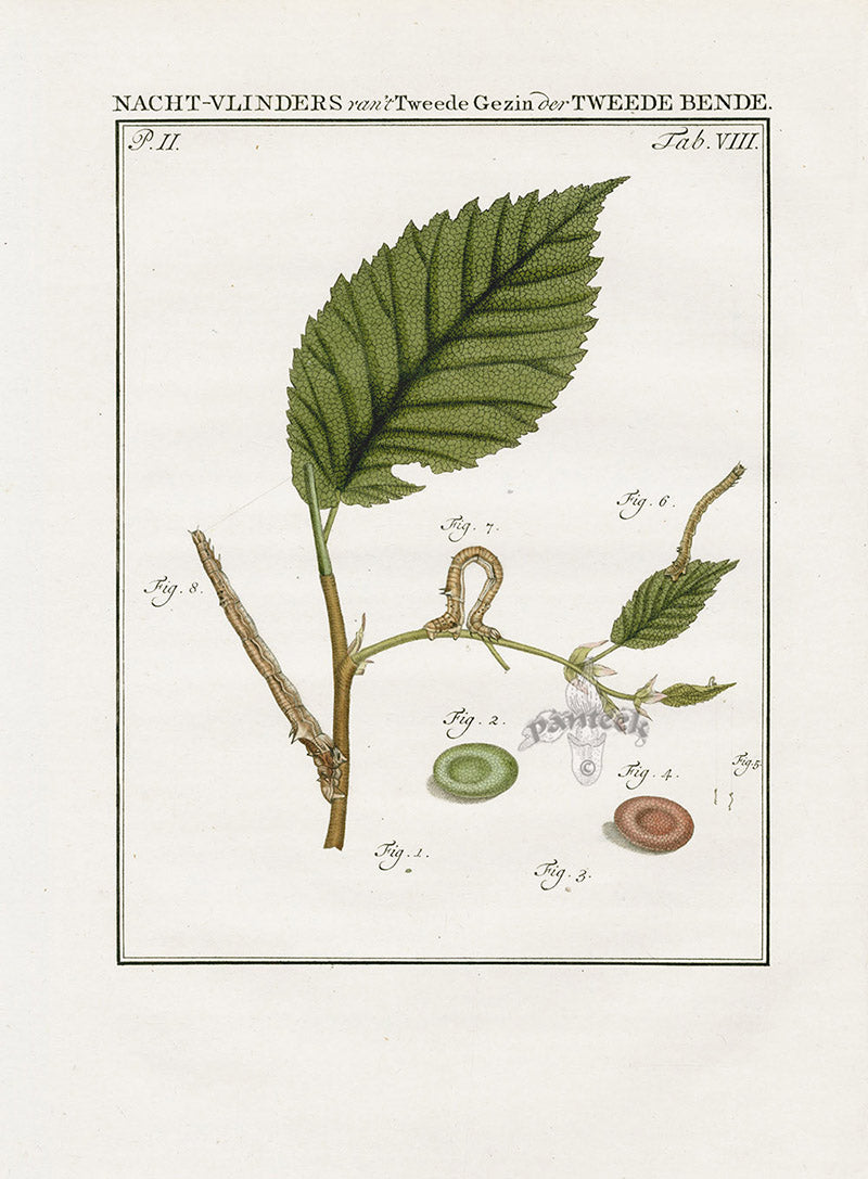 Johann Christiaan Sepp Beschouwing 1762 Print Orange Moth