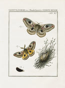 Johann Christiaan Sepp Beschouwing 1762 Print Peacock Moth - Panteek Antique Prints