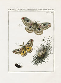 Johann Christiaan Sepp Beschouwing 1762 Print Peacock Moth - Panteek Antique Prints