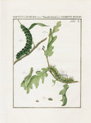 Johann Christiaan Sepp Beschouwing 1762 Print Peacock Moth - Panteek Antique Prints