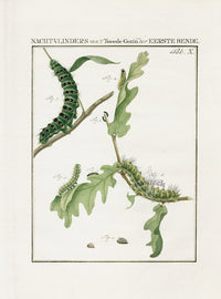 Johann Christiaan Sepp Beschouwing 1762 Print Peacock Moth - Panteek Antique Prints