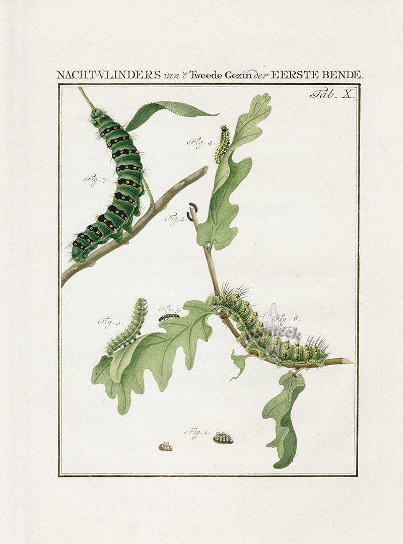 Johann Christiaan Sepp Beschouwing 1762 Print Peacock Moth