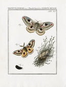 Johann Christiaan Sepp Beschouwing 1762 Print Peacock Moth SEP221 - Panteek Antique Prints