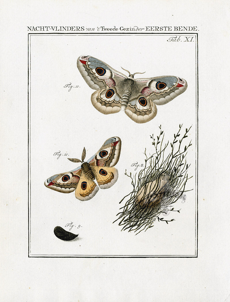 Johann Christiaan Sepp Beschouwing 1762 Print Peacock Moth SEP221