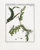 Johann Christiaan Sepp Beschouwing 1762 Print Peacock Moth SEP221 - Panteek Antique Prints