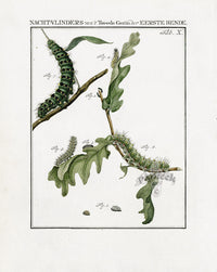 Johann Christiaan Sepp Beschouwing 1762 Print Peacock Moth SEP221 - Panteek Antique Prints