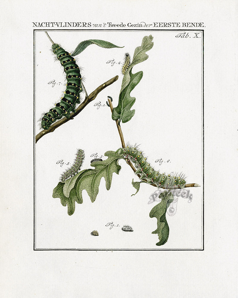 Johann Christiaan Sepp Beschouwing 1762 Print Peacock Moth SEP221