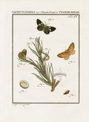 Johann Christiaan Sepp Beschouwing 1762 Print Pine Looper Moth - Panteek Antique Prints
