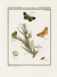 Johann Christiaan Sepp Beschouwing 1762 Print Pine Looper Moth - Panteek Antique Prints