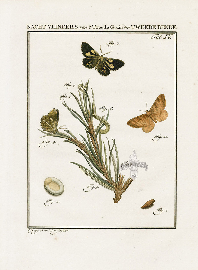Johann Christiaan Sepp Beschouwing 1762 Print Pine Looper Moth