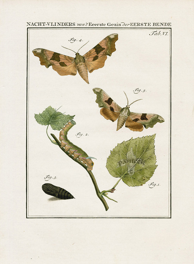 Johann Christiaan Sepp Beschouwing 1762 Print Poplar Hawkmoth