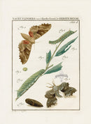 Johann Christiaan Sepp Beschouwing 1762 Print Poplar Hawkmoths - Panteek Antique Prints