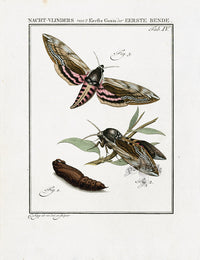 Johann Christiaan Sepp Beschouwing 1762 Print Privet Hawk Moth - Panteek Antique Prints