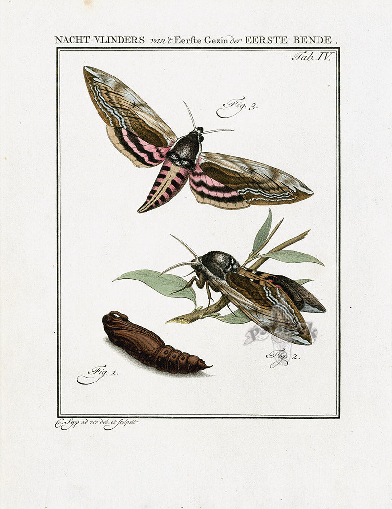 Johann Christiaan Sepp Beschouwing 1762 Print Privet Hawk Moth