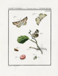 Johann Christiaan Sepp Beschouwing 1762 Print Purple Thorn Moth - Panteek Antique Prints
