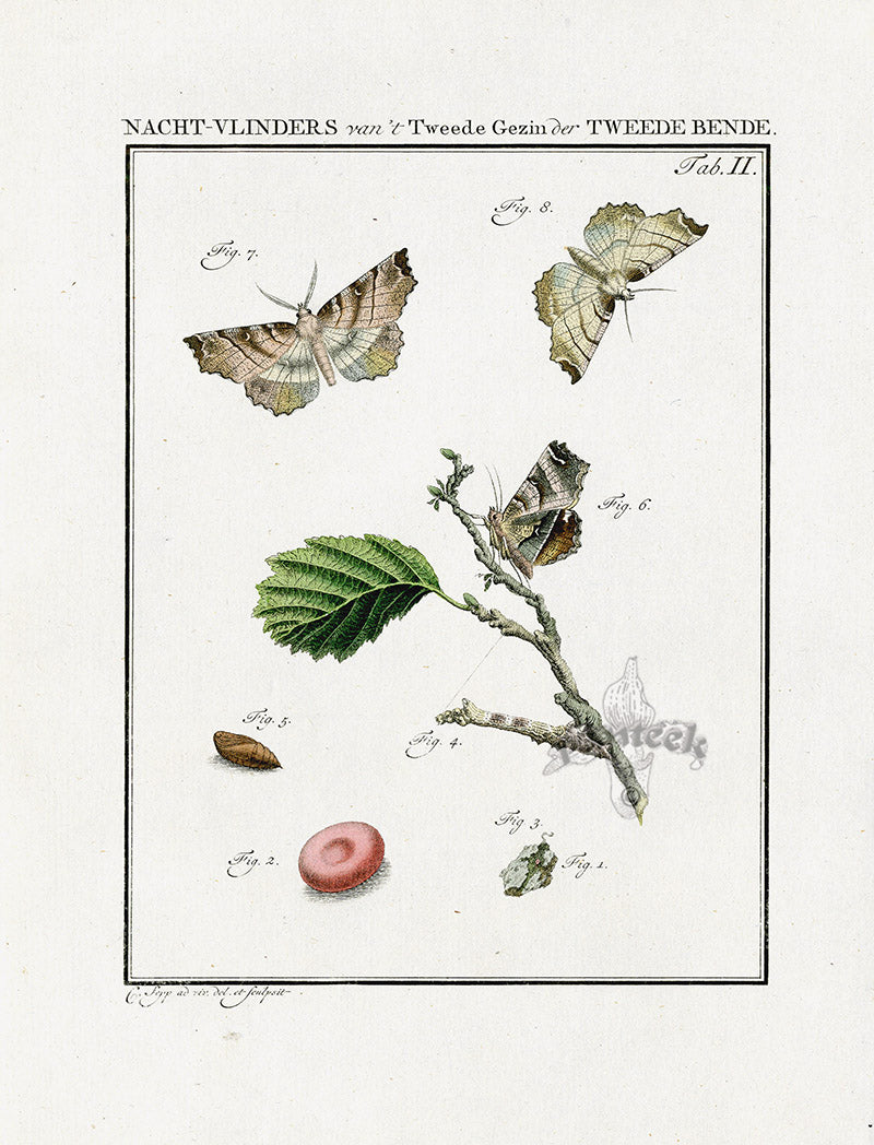 Johann Christiaan Sepp Beschouwing 1762 Print Purple Thorn Moth