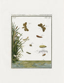 Johann Christiaan Sepp Beschouwing 1762 Print Skipper Butterfly - Panteek Antique Prints