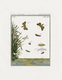 Johann Christiaan Sepp Beschouwing 1762 Print Skipper Butterfly - Panteek Antique Prints