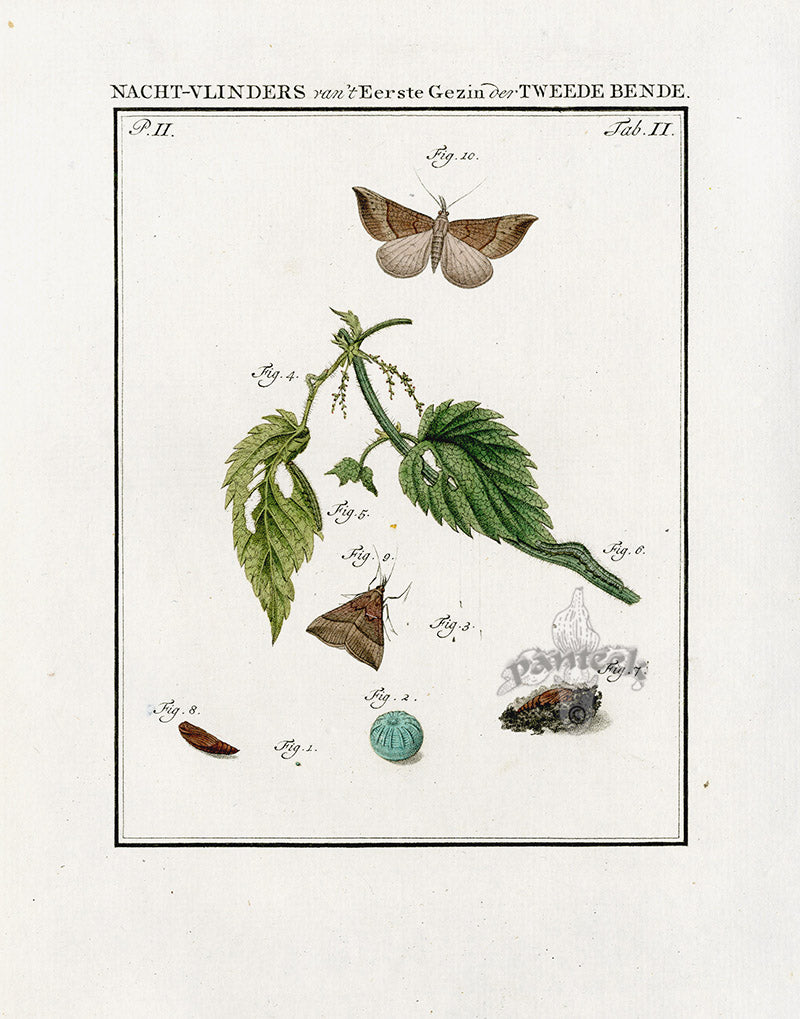 Johann Christiaan Sepp Beschouwing 1762 Print Spectacle Moth