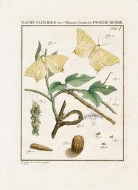 Johann Christiaan Sepp Beschouwing 1762 Print Swallow Tail Moth - Panteek Antique Prints