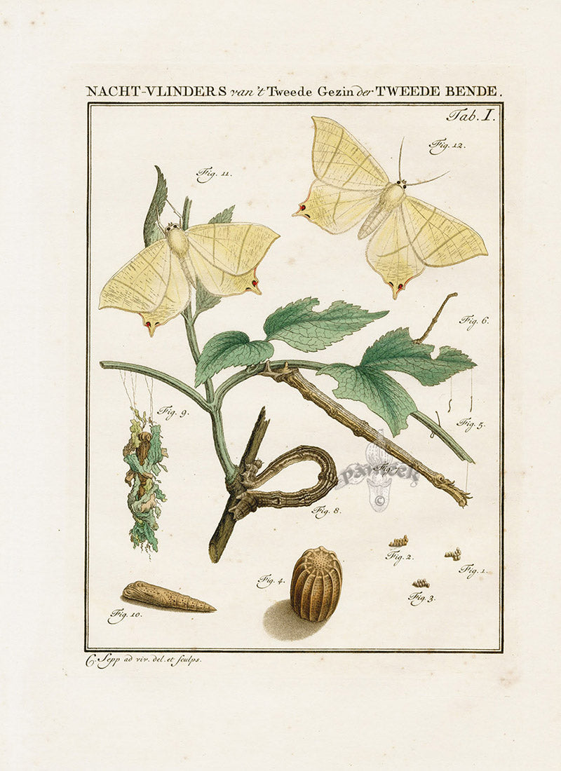 Johann Christiaan Sepp Beschouwing 1762 Print Swallow Tail Moth