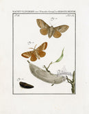 Johann Christiaan Sepp Beschouwing 1762 Print Tussock Moth - Panteek Antique Prints