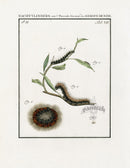 Johann Christiaan Sepp Beschouwing 1762 Print Tussock Moth - Panteek Antique Prints