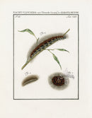 Johann Christiaan Sepp Beschouwing 1762 Print Tussock Moth - Panteek Antique Prints