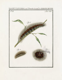 Johann Christiaan Sepp Beschouwing 1762 Print Tussock Moth - Panteek Antique Prints