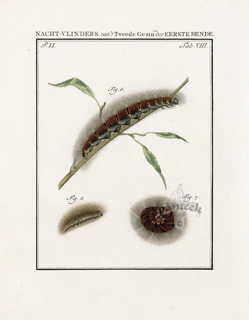 Johann Christiaan Sepp Beschouwing 1762 Print Tussock Moth