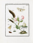 Johann Christiaan Sepp Beschouwing 1762 Print White Ermine Moth - Panteek Antique Prints