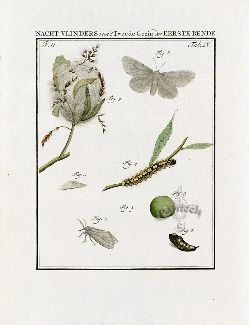Johann Christiaan Sepp Beschouwing 1762 Print White Satin Moth