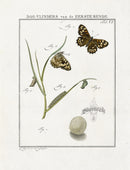 Johann Christiaan Sepp Beschouwing 1762 Print Wood Argus Butterfly - Panteek Antique Prints