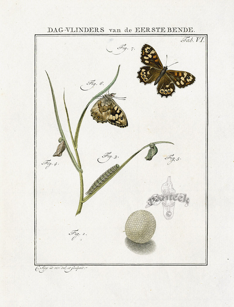 Johann Christiaan Sepp Beschouwing 1762 Print Wood Argus Butterfly