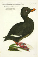 Johann Frisch Antique Bird Print Black-footed Duck - Panteek Antique Prints