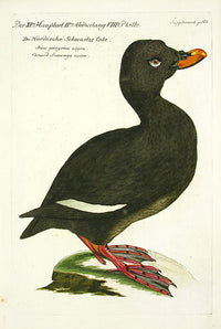 Johann Frisch Antique Bird Print Black-footed Duck - Panteek Antique Prints