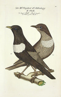 Johann Frisch Antique Bird Print Blackbird - Panteek Antique Prints