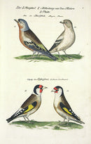 Johann Frisch Antique Bird Print Goldfinch - Panteek Antique Prints