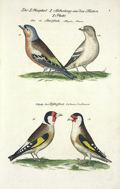 Johann Frisch Antique Bird Print Goldfinch