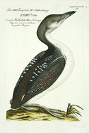 Johann Frisch Antique Bird Print Great Starling - Panteek Antique Prints